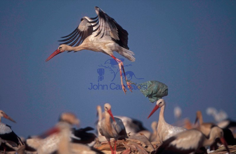 European White Stork (Ciconia ciconia) - In Tip with Bag on leg-