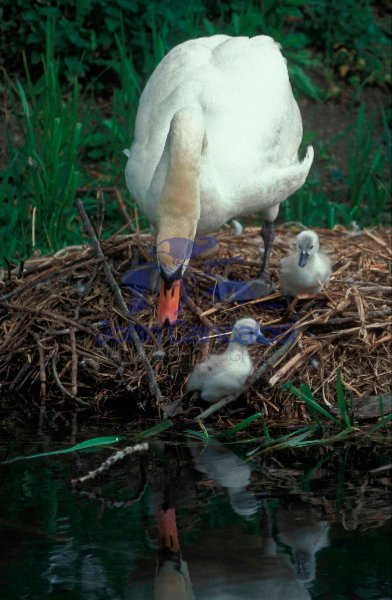 Mute Swan Mother and Young on Nest (Cyngus olor) - France