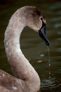 Mute Swan (Cyngus olor) - Juvenile w/Fishing Line - England - UK
