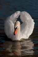 Mute Swan (Cyngus olor) - Busking - England - UK