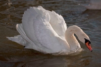 Mute Swan (Cyngus olor) - Busking - England - UK