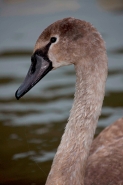 Mute Swan (Cyngus olor) - Juvenile w/Fishing Line - England - UK