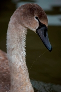 Mute Swan (Cyngus olor) - Juvenile w/Fishing Line - England - UK