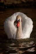 Mute Swan (Cyngus olor) - Busking - England - UK