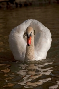 Mute Swan (Cyngus olor) - Busking - England - UK