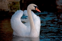 Mute Swan (Cyngus olor) - Busking - England - UK