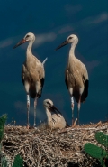 European White Stork (Ciconia ciconia)  Young on nest - Spain