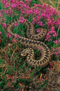 Adder (Vipera berus)  In heather - UK
