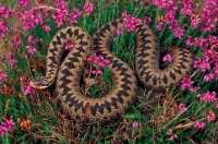 Adder (Vipera berus)  in Heather - UK
