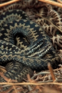 Adder (Vipera berus)  - Two Males basking - UK