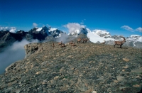 Alpine Ibex Group (Capa ibex) - Switzerland