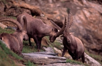 Alpine Ibex (Capa ibex) - Switzerland
