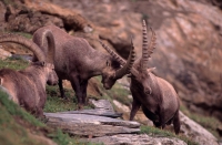 Alpine Ibex (Capa ibex) - Switzerland