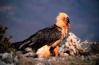Bearded Vulture or Lammergeier (Gypaetus barbatus) - Spain