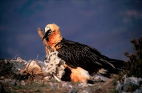 Bearded Vulture or Lammergeier (Gypaetus barbatus) - Spain