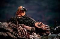 Bearded Vulture or Lammergeier (Gypaetus barbatus) - Spain