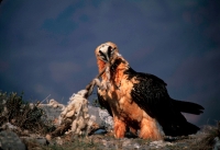 Bearded Vulture or Lammergeier (Gypaetus barbatus) - Spain