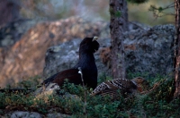 Capercaillie (Tetrao urogallus)  Male and Female on Lek - Sweden