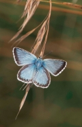 Chalkhill Blue (Lysandra coridon) - UK