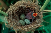 Common Cuckoo (Cuculus canorus) Chick in Reed Warbler's Nest-UK