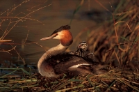 Great Crested Grebe (Podiceps cristatus) - Spain