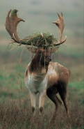Fallow Deer Dama dama) - UK - Male in rut - On Lek