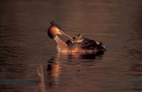Great Crested Grebe (Podiceps cristatus) - Spain