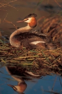 Great Crested Grebe (Podiceps cristatus) - Spain