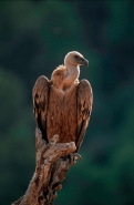 Griffon Vulture (Gyps fulvus) - Spain