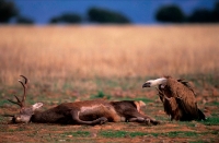Griffon Vulture (Gyps fulvus) - Spain