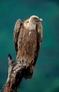 griffonvulture3dlab_1