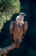 Griffon Vulture (Gyps fulvus) - Spain
