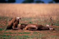 Griffon Vulture (Gyps fulvus) - Spain