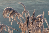 Hoarfrost - UK