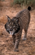 Pardel Lynx or Iberian Lynx (Lynx pardina) - UK