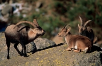 Spanish Ibex (Capra pyrenaica) - Male Courting Female - Spain