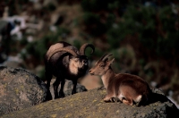 Spanish Ibex (Capra pyrenaica) - Male Courting Female - Spain
