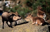 Spanish Ibex (Capra pyrenaica) - Male Courting Female - Spain