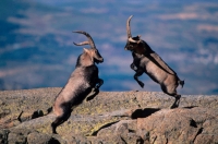 Spanish Ibex (Capra pyrenaica) Males Fighting - Spain