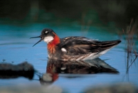 Red-necked Phalarope (Phalaropus fulicarius) - UK