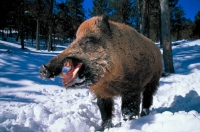 Wild Boar (Sus scofa) - France - Male