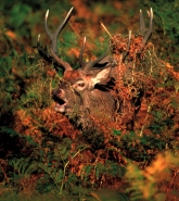 Red Deer (Cervus elaphus) - UK