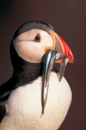 Atlantic Puffin (Fratercula arctica)- UK - With sand eels