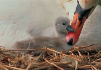 Mute Swan (Cyngus olor) - France
