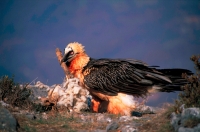 Bearded Vulture or Lammergeier (Gypaetus barbatus) - Spain