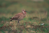Whimbrel (Numenius phaeopus) - UK