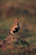 Golden Plover (Pluvialis apricaria) - UK