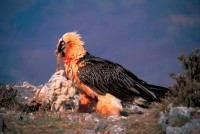 Bearded Vulture or Lammergeier (Gypaetus barbatus) - Spain