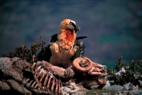Bearded Vulture or Lammergeier (Gypaetus barbatus) - Spain