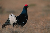 Black Grouse (Tetrao tetrix) - Sweden